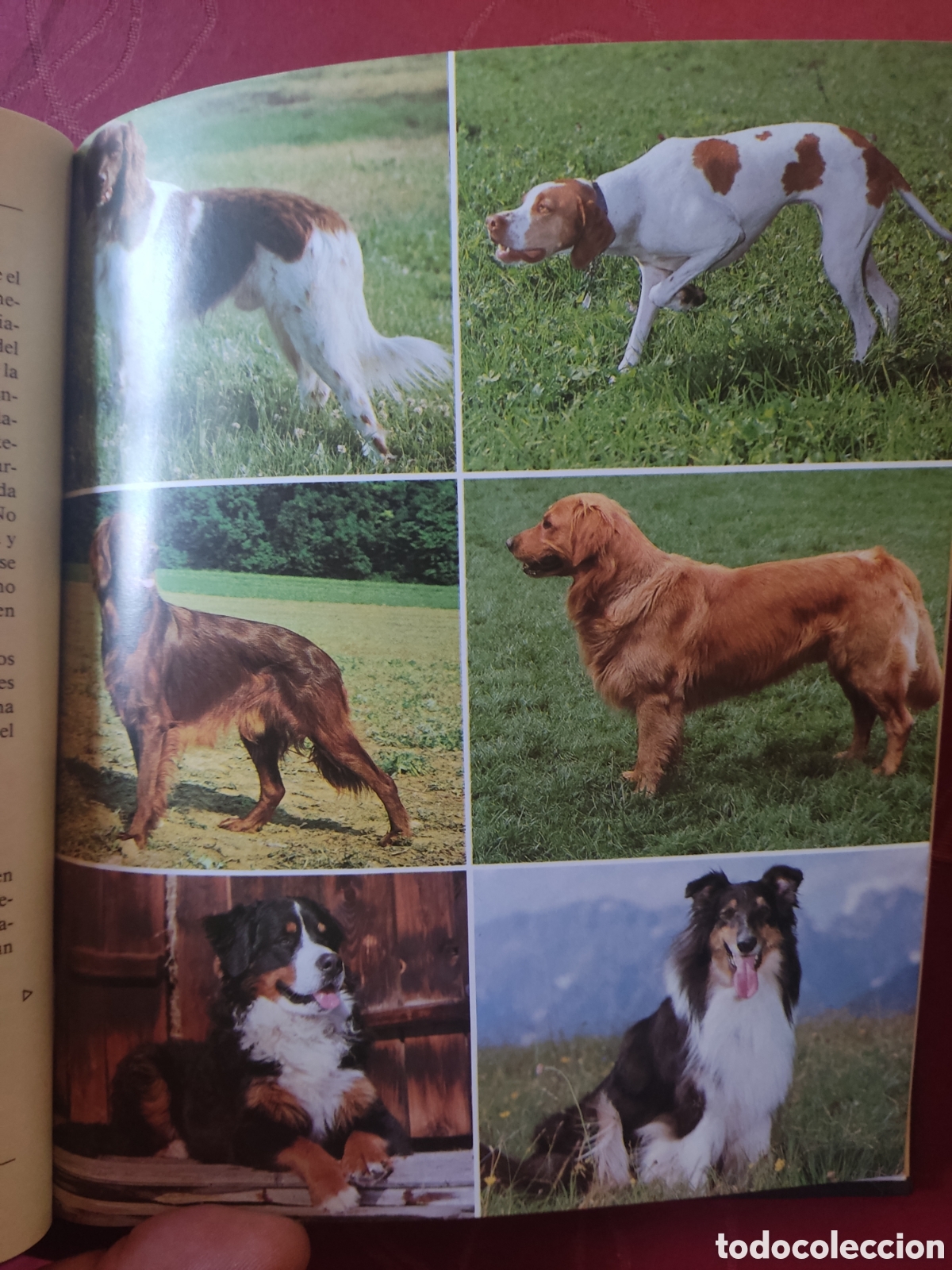 Libros: El nuevo libro del perro - Foto 5