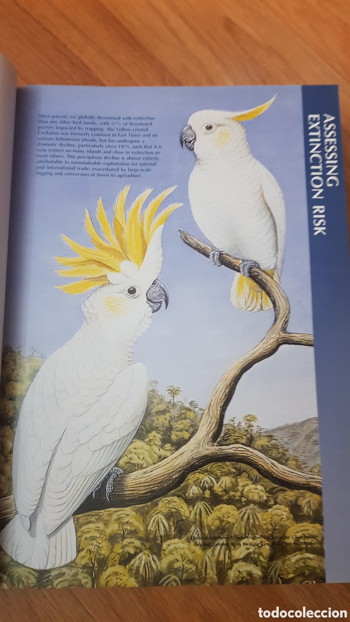 Libros: Threatened birds of the world - Foto 6