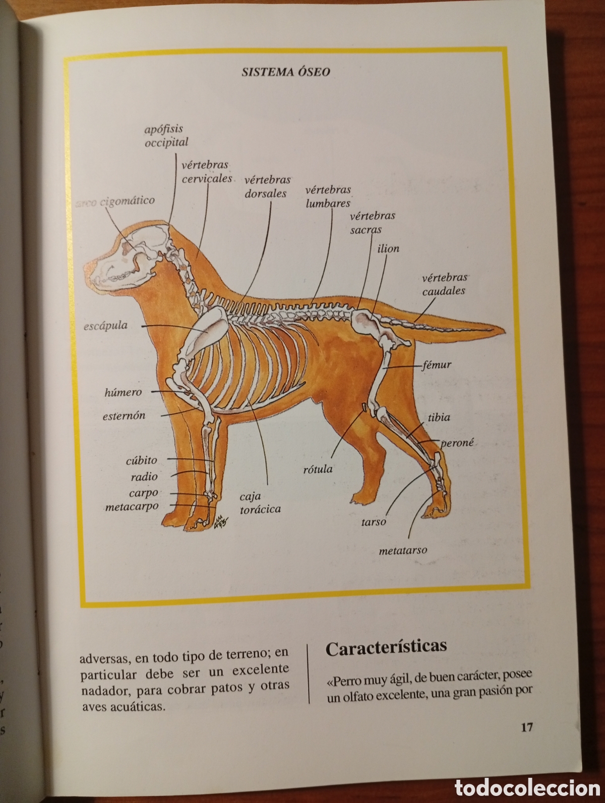 Libros: Perros de Raza- El Labrador - Luisa Ginoulhiac - Editorial de Vecchi, 1995 - Foto 3