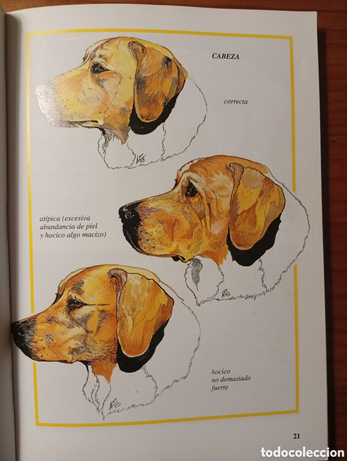 Libros: Perros de Raza- El Labrador - Luisa Ginoulhiac - Editorial de Vecchi, 1995 - Foto 4