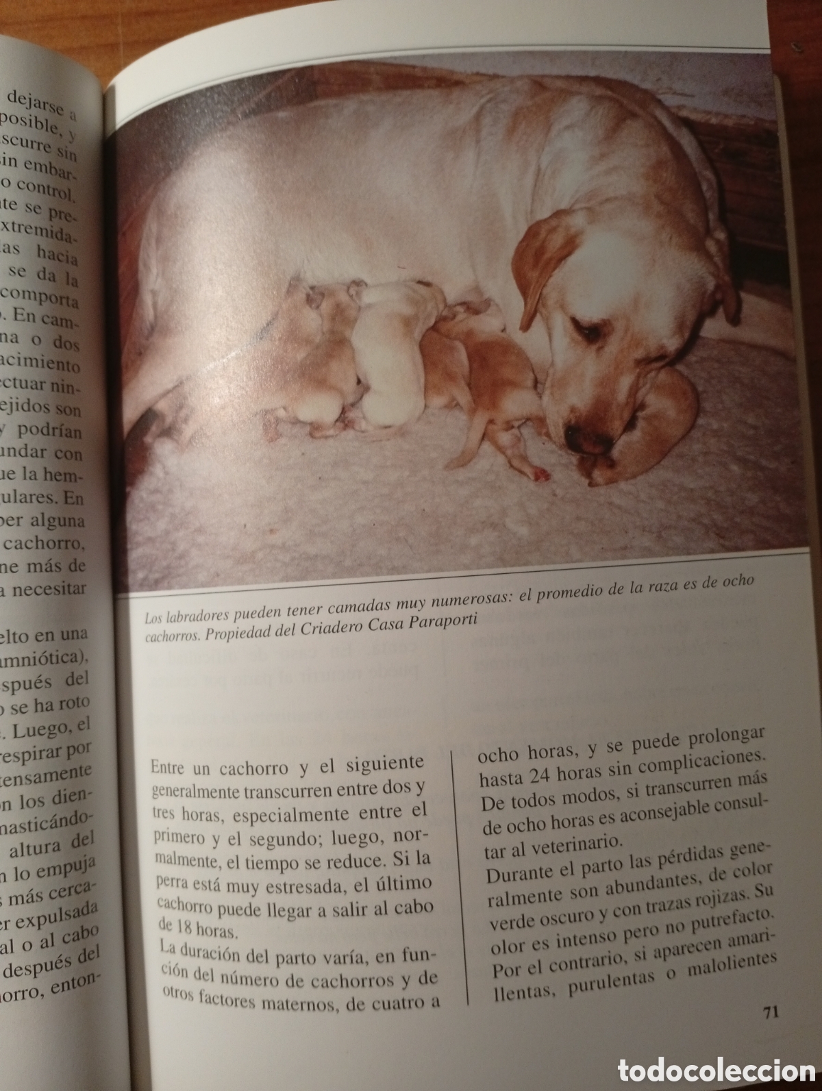 Libros: Perros de Raza- El Labrador - Luisa Ginoulhiac - Editorial de Vecchi, 1995 - Foto 6