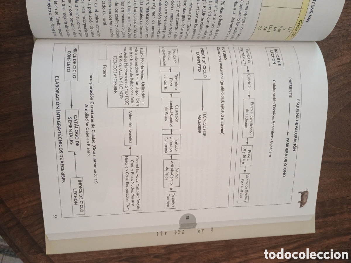 Libros: Razas ganaderas espa&ntilde;olas porcinas - Foto 2