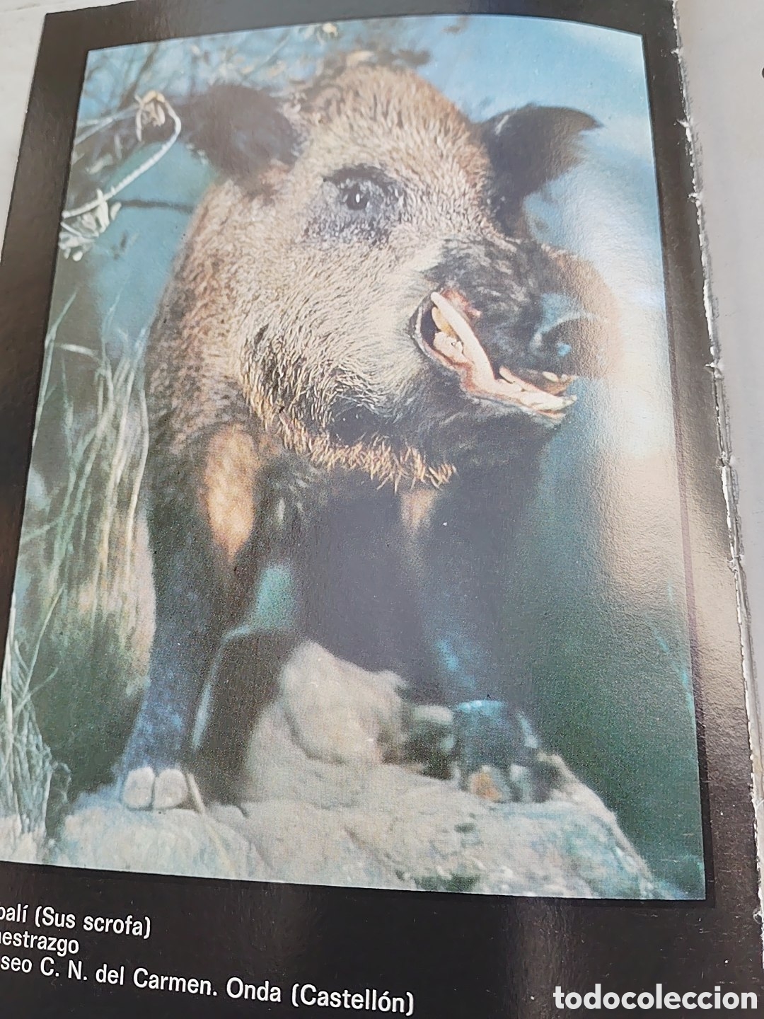 Libros: Taxidermia. Editorial Daimon. A&ntilde;o 1942 - Foto 3