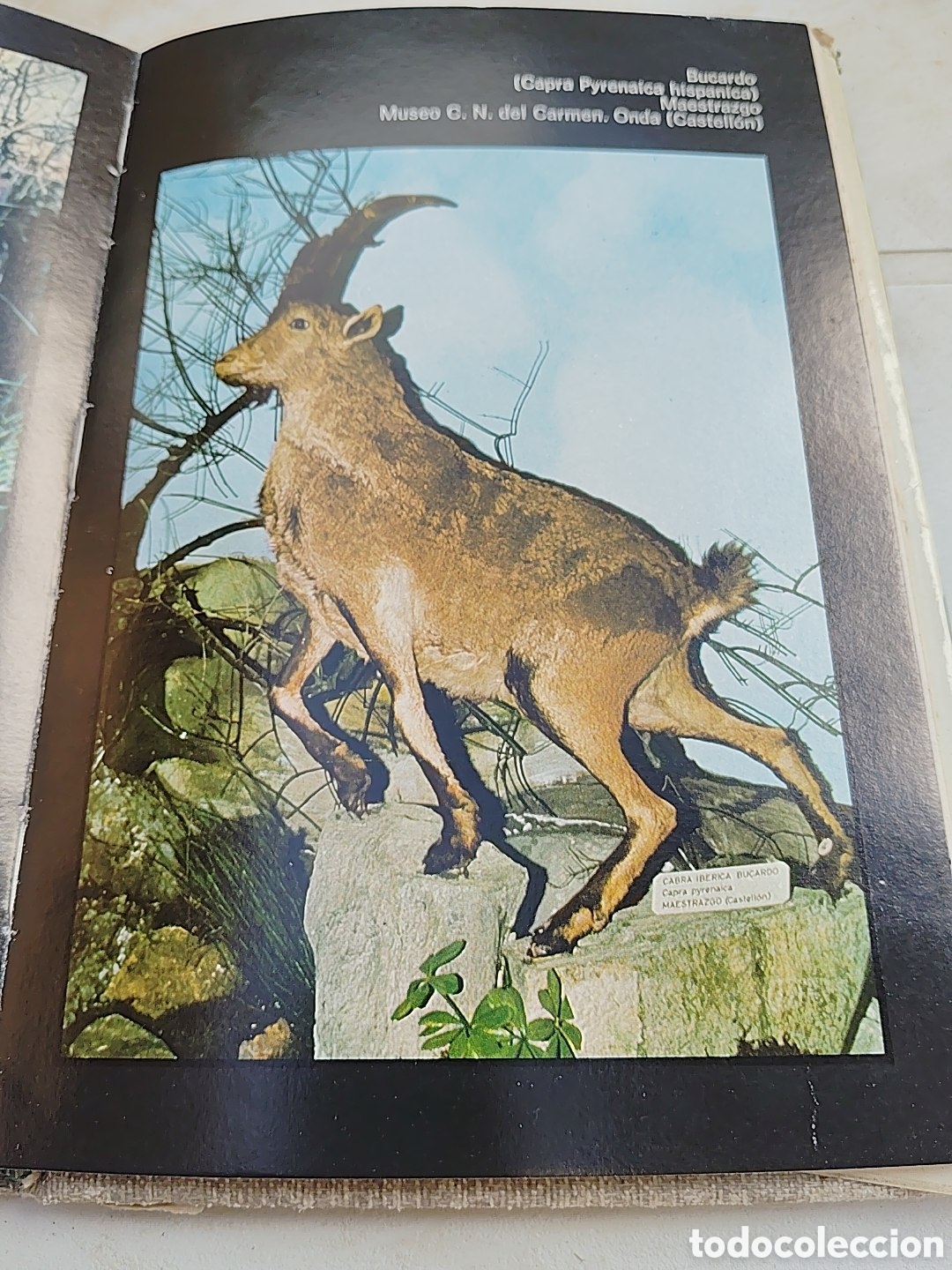 Libros: Taxidermia. Editorial Daimon. A&ntilde;o 1942 - Foto 4