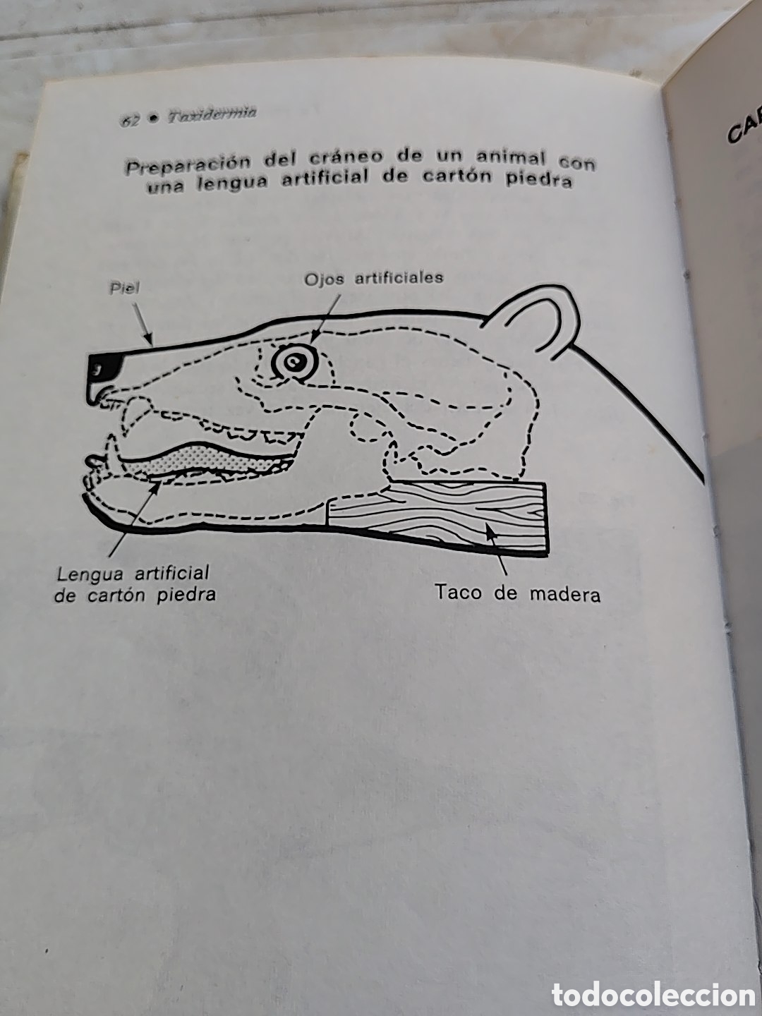 Libros: Taxidermia. Editorial Daimon. A&ntilde;o 1942 - Foto 5