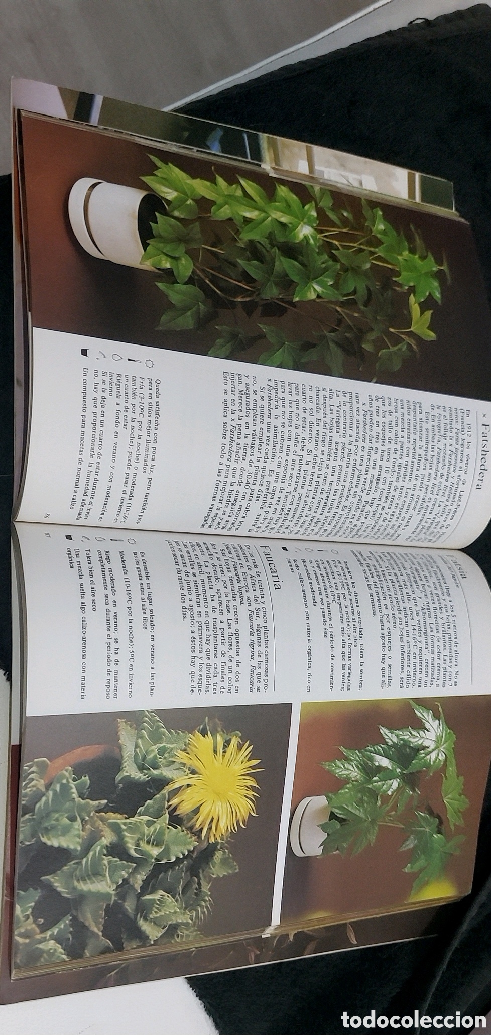 Libros: Plantas de interior con fotografias - Foto 2