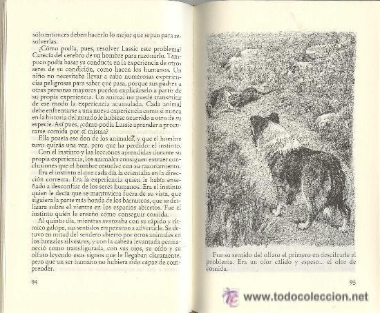 Libros de segunda mano: LASSIE VUELVE A CASA - ERIC KNIGHT / CON ILUSTRACIONES - Foto 2