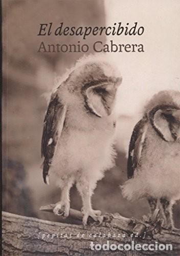 Libros de segunda mano: Antonio Cabrera. El desapercibido. Pepitas de calabaza ed. - Foto 1