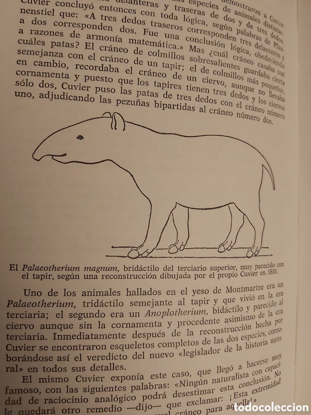 Libros de segunda mano: ANTES DEL DILUVIO $ HERBERT WENDT $ NOGUER $ 1974 - Foto 9