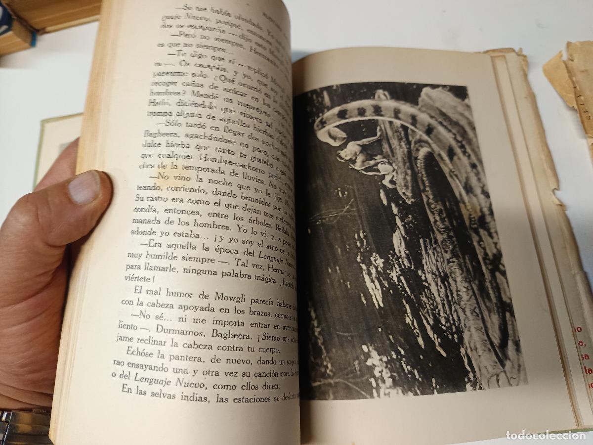 Libros de segunda mano: EL LIBRO DE LA SELVA. RUDYARD KIPLING. EDITORIAL GUSTAVO GILI 1944 2&ordf; EDICION - Foto 5