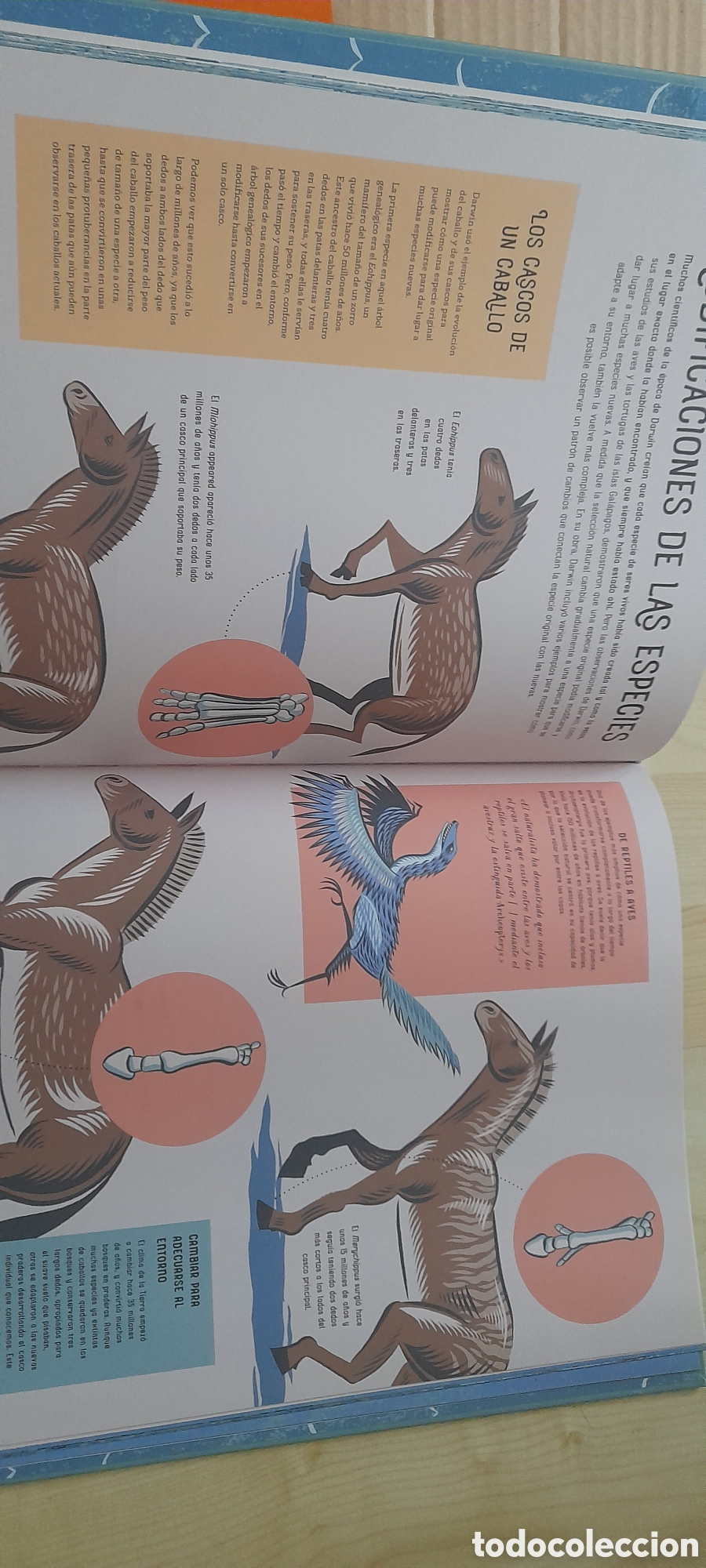 Libros: Charles Darwin y el origen de las especies - Foto 3