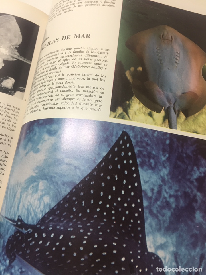 Coleccionismo deportivo: Enciclopedia de la Pesca - Foto 11