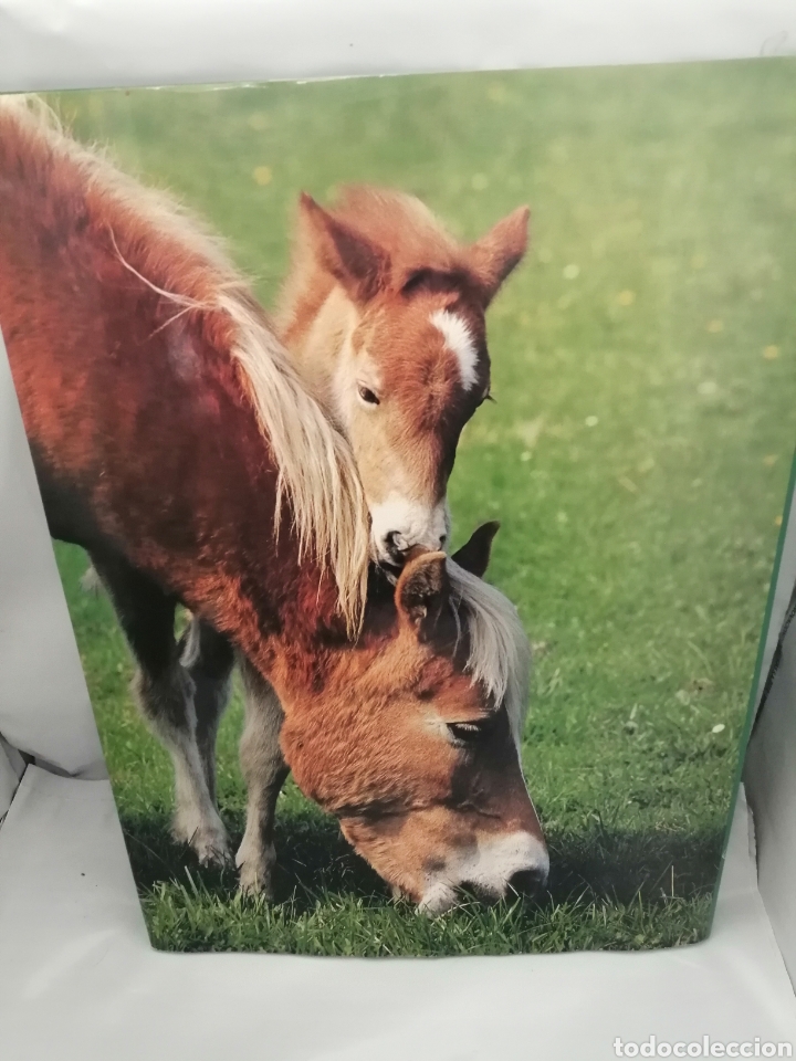 Coleccionismo deportivo: EL CABALLO - Foto 2