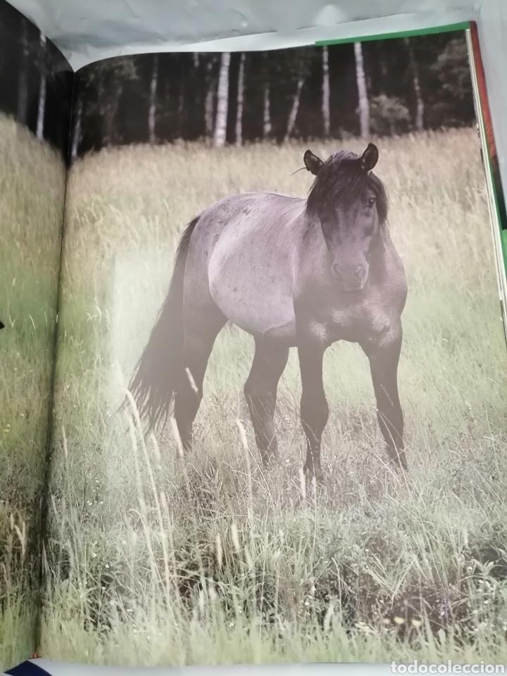 Coleccionismo deportivo: EL CABALLO - Foto 6