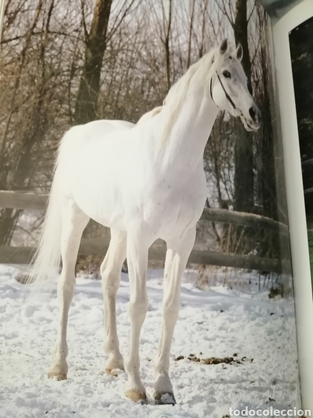 Coleccionismo deportivo: EL CABALLO - Foto 7