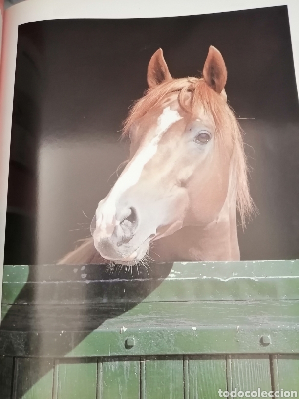 Coleccionismo deportivo: EL CABALLO - Foto 8