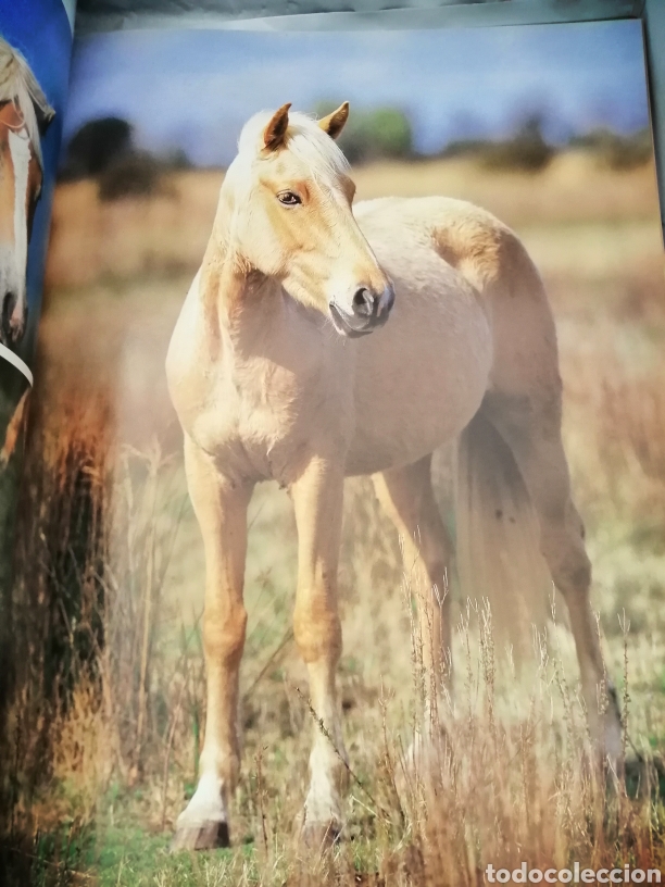 Coleccionismo deportivo: EL CABALLO - Foto 9