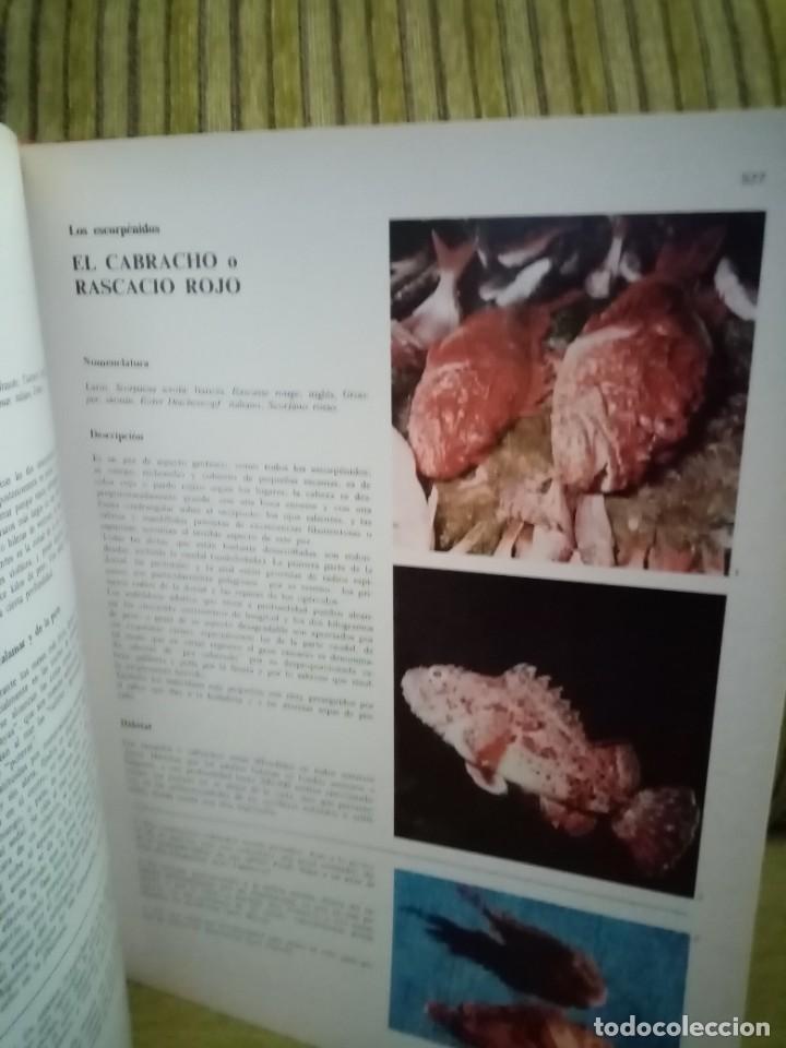 Coleccionismo deportivo: ENCICLOPEDIA DE LA PESCA - Foto 12