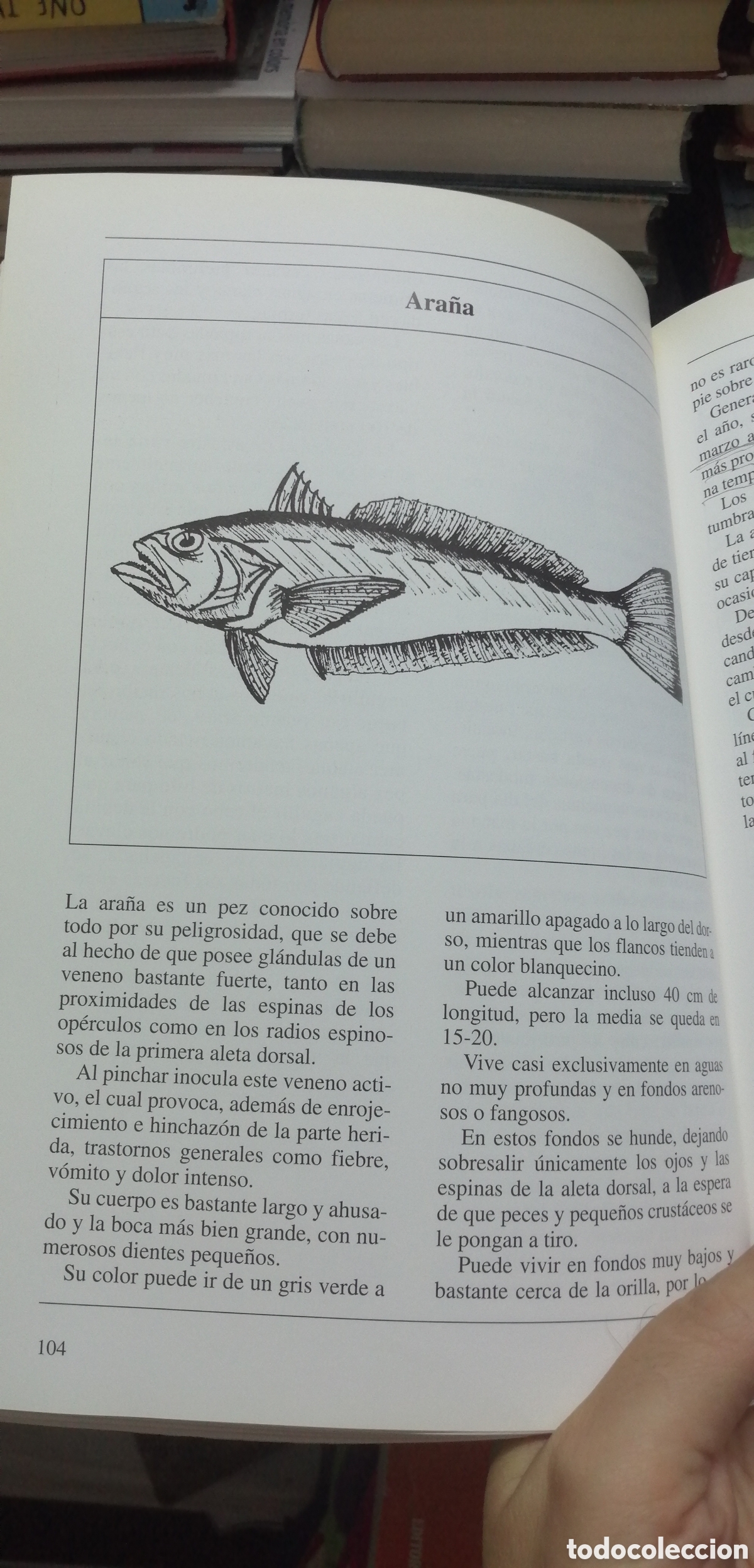 Coleccionismo deportivo: Curso de pesca en el mar Giuseppe Genta Editorial de Vecchi 1993 - Foto 16