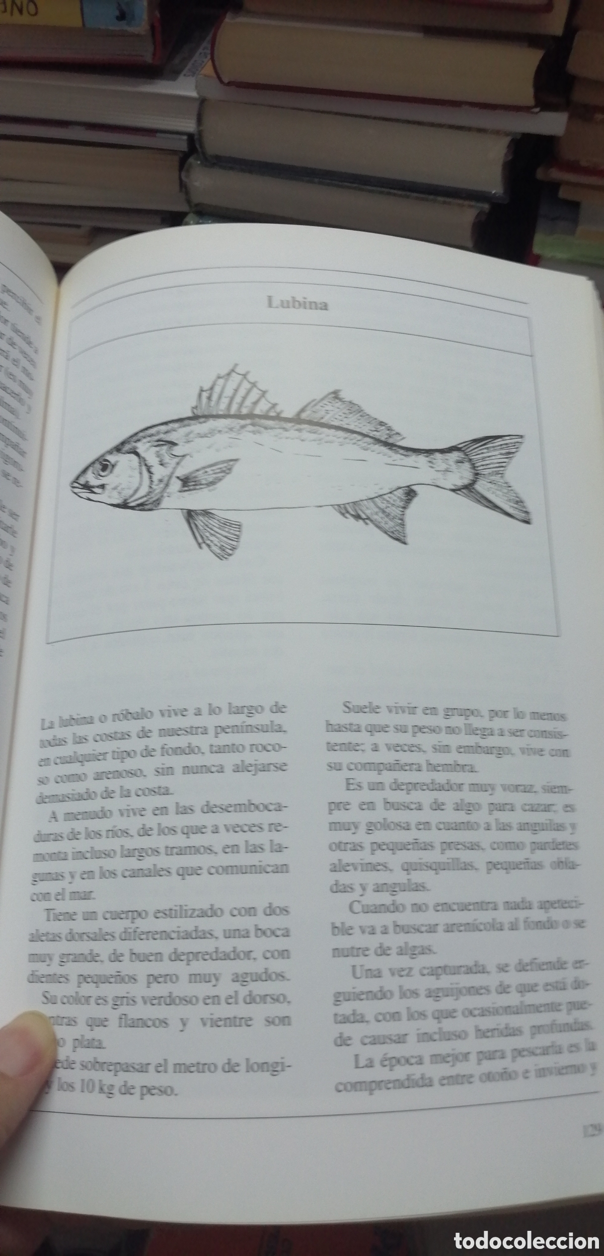 Coleccionismo deportivo: Curso de pesca en el mar Giuseppe Genta Editorial de Vecchi 1993 - Foto 17