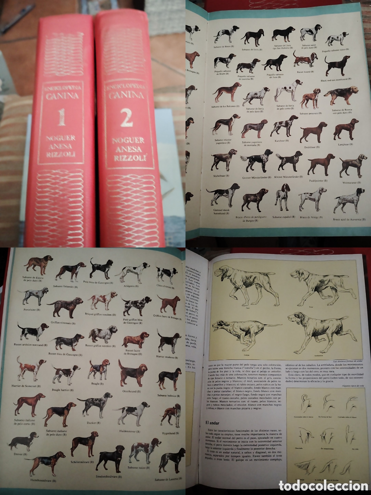 Libros: La enciclopedia canina. A&ntilde;os 70. Completa. 2 tomos encuadernados.