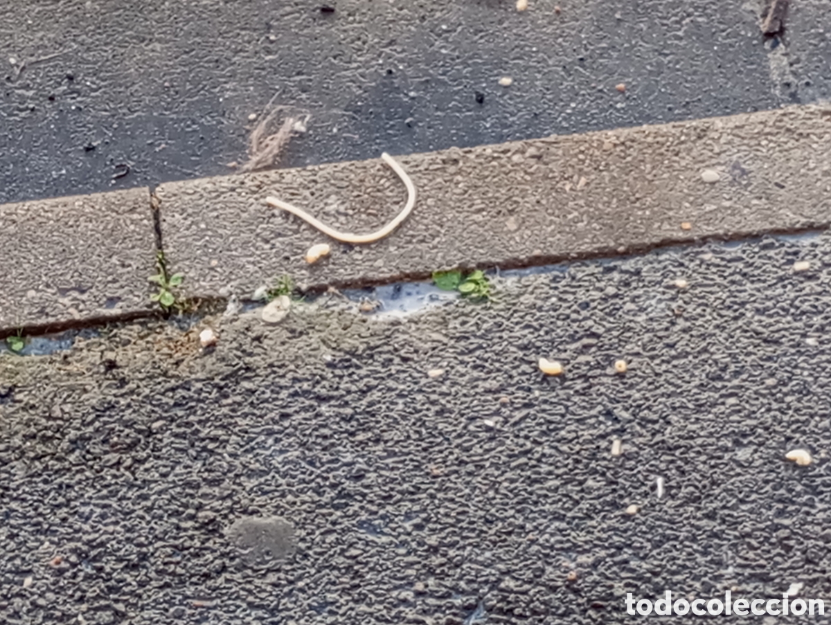 Libros: Anti cambriolage, anti intrusion