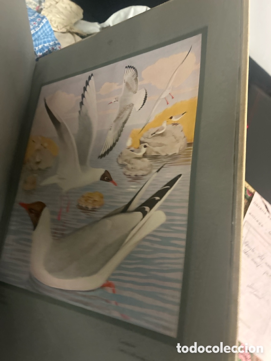 Libros: Libro de L.P. Robert LES OISEAUX the chez nous - Foto 9