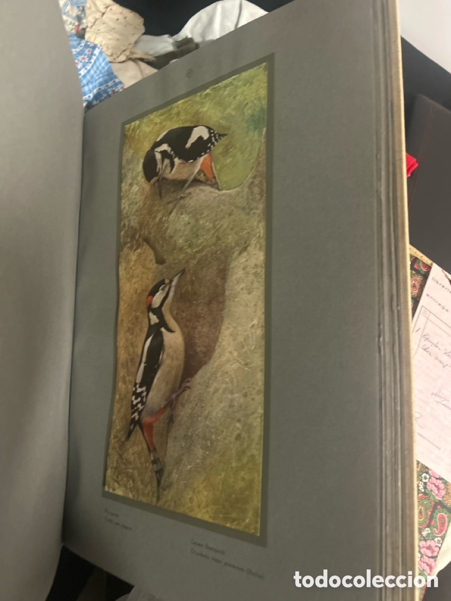 Libros: Libro de L.P. Robert LES OISEAUX the chez nous - Foto 10