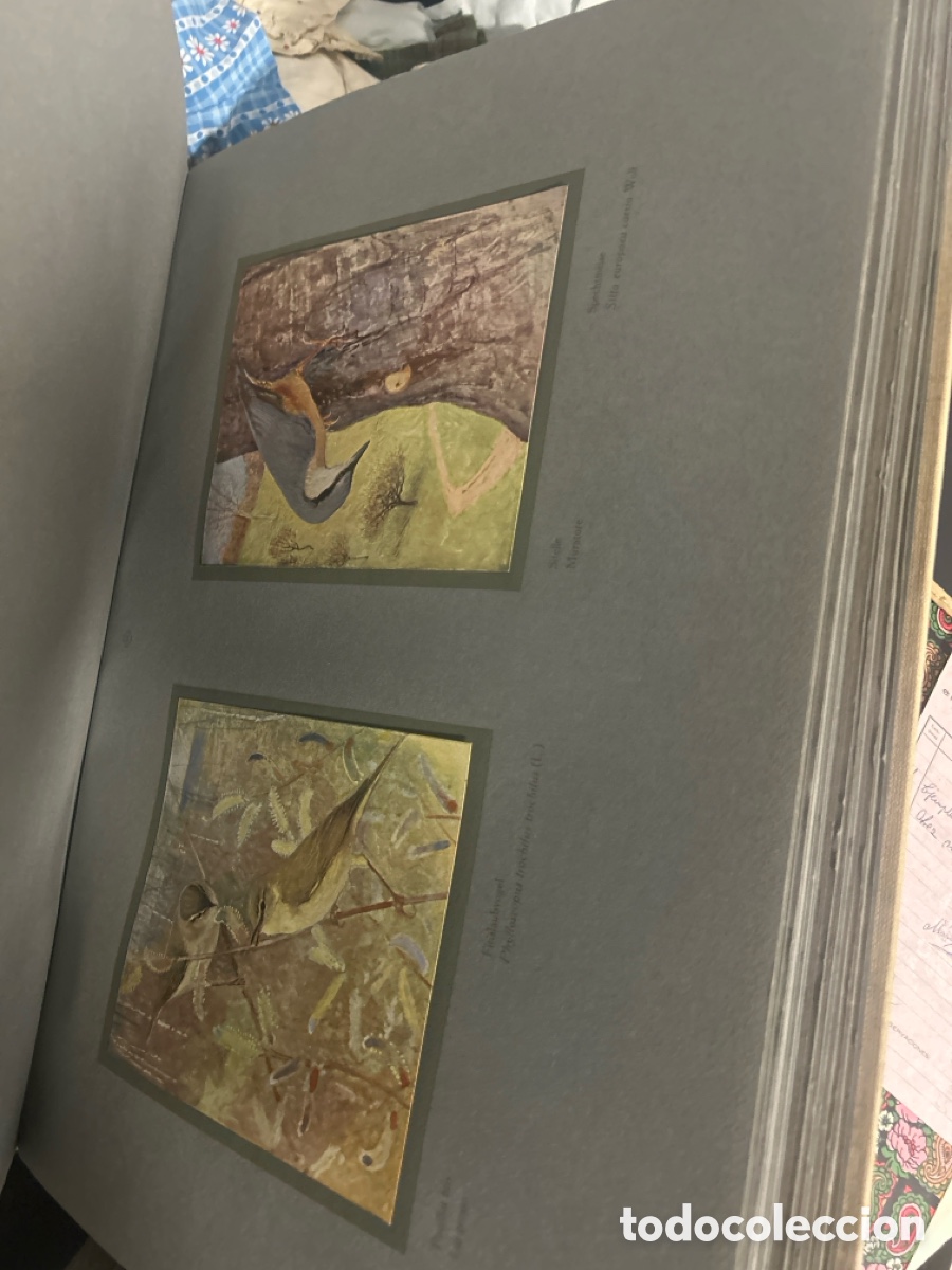 Libros: Libro de L.P. Robert LES OISEAUX the chez nous - Foto 11