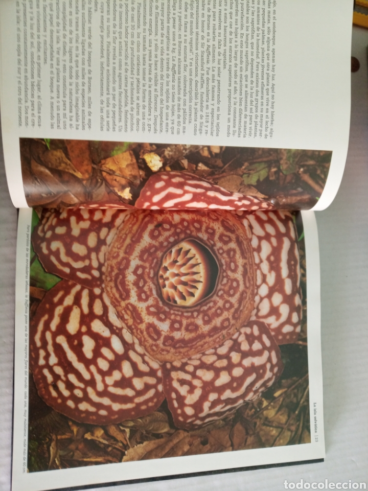 Libros: Borneo - Foto 5