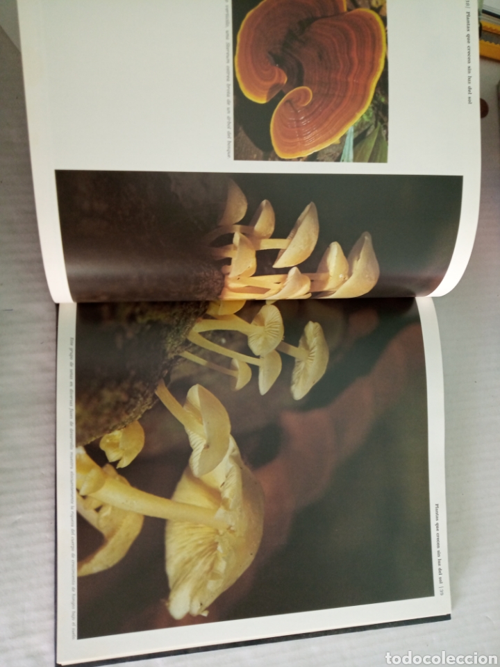 Libros: Borneo - Foto 6