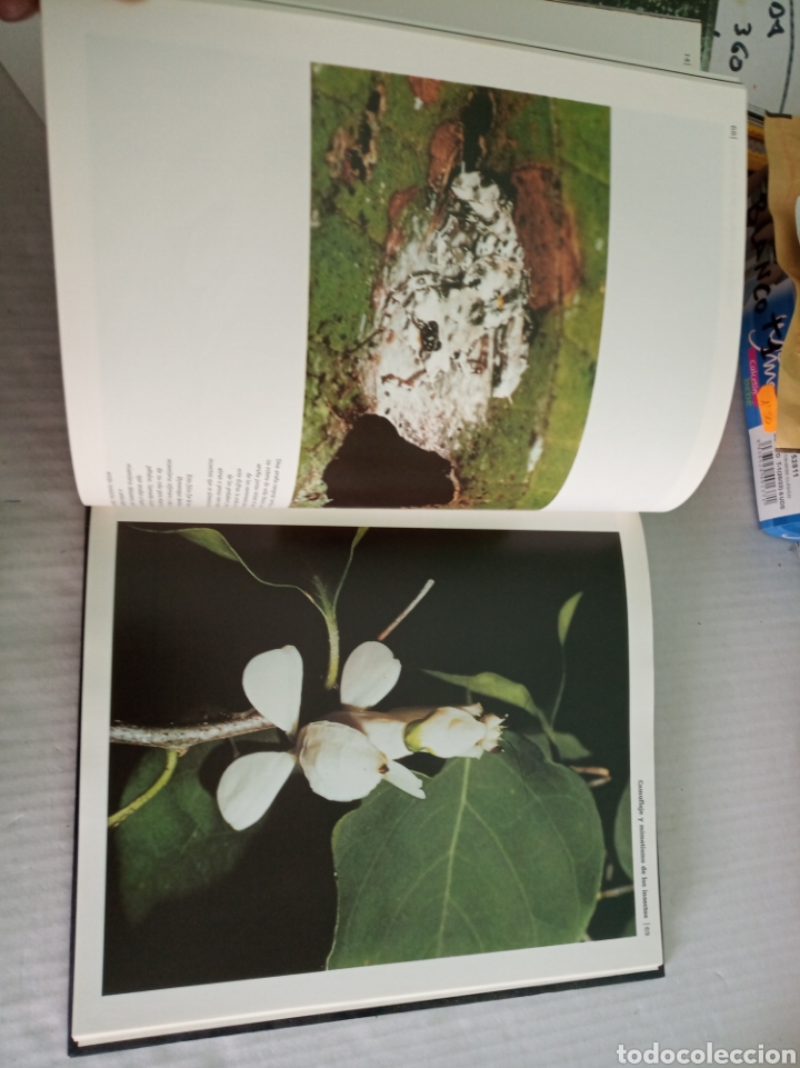 Libros: Borneo - Foto 8