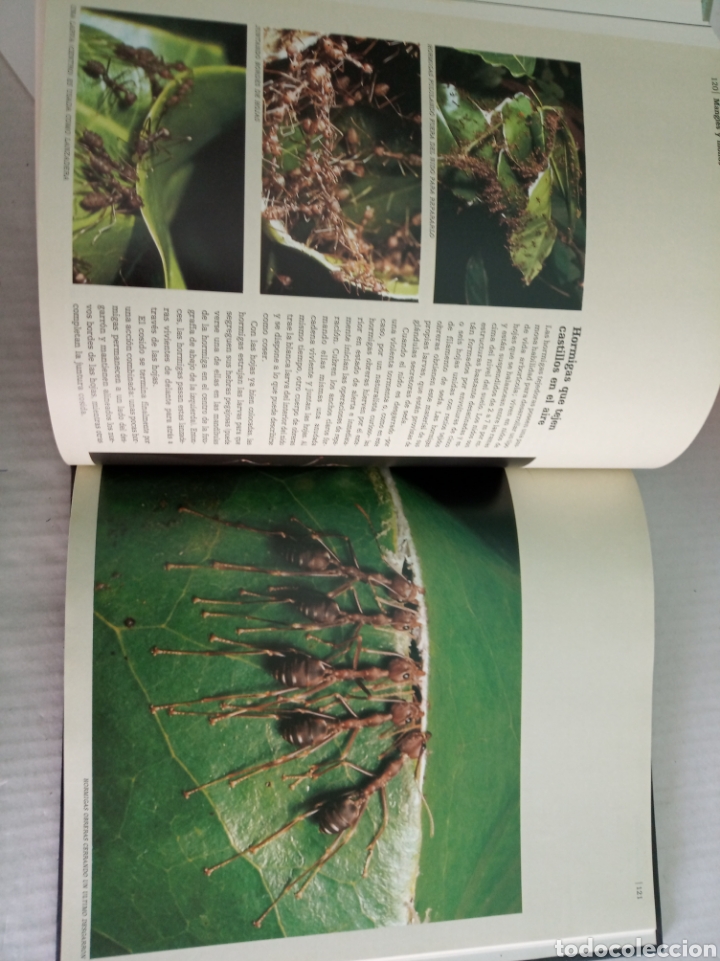 Libros: Borneo - Foto 9