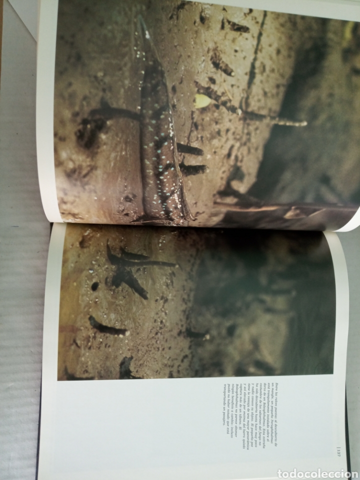 Libros: Borneo - Foto 10