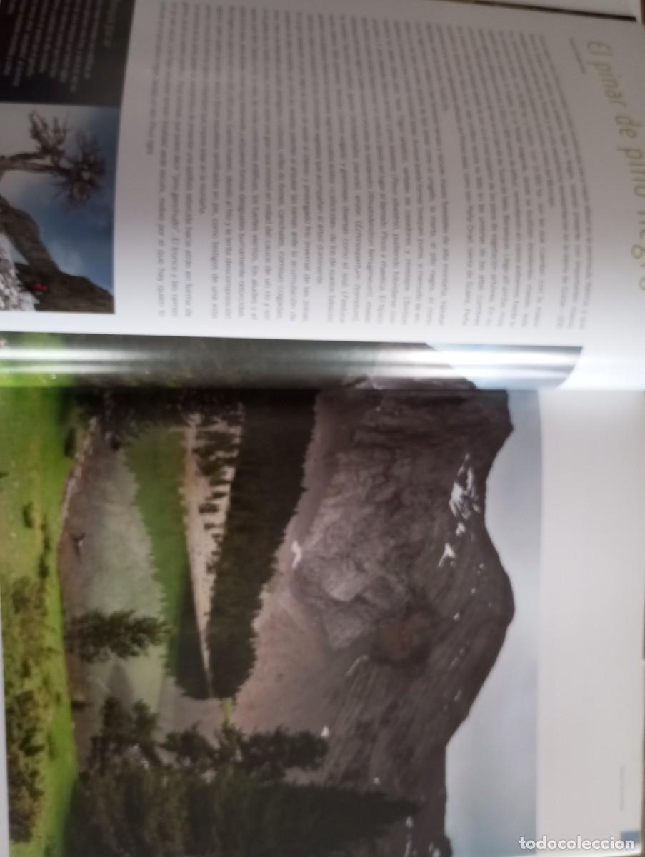 Libros: LOS BOSQUES DE ARAG&Oacute;N, PRAMES, 2009 - Foto 5