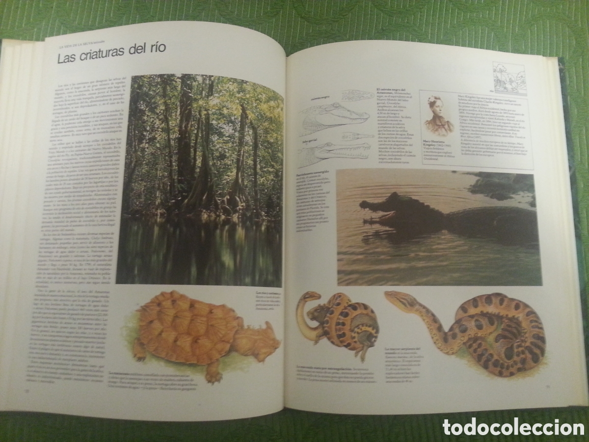 Libros: Libro SELVAS de Edward S. Ayensu - Foto 3