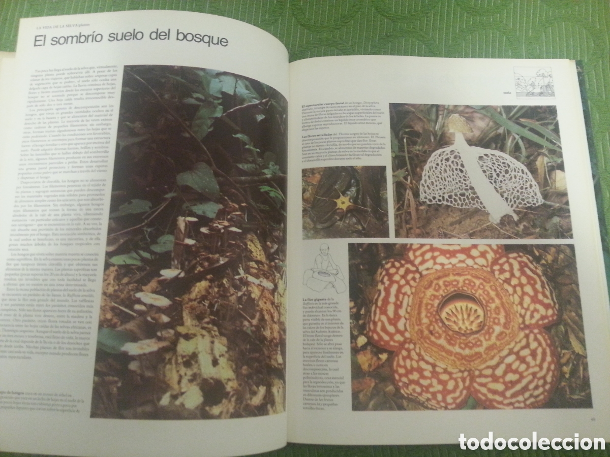 Libros: Libro SELVAS de Edward S. Ayensu - Foto 4