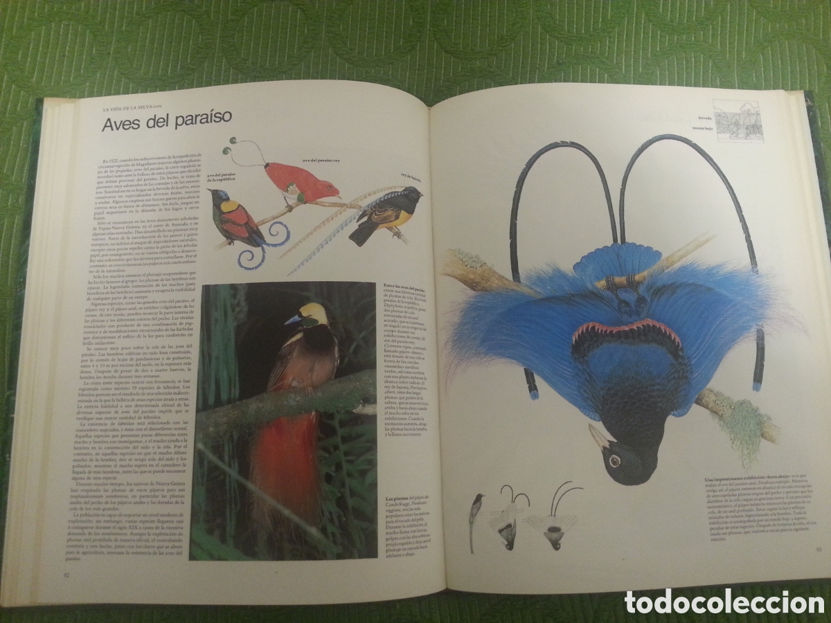 Libros: Libro SELVAS de Edward S. Ayensu - Foto 6