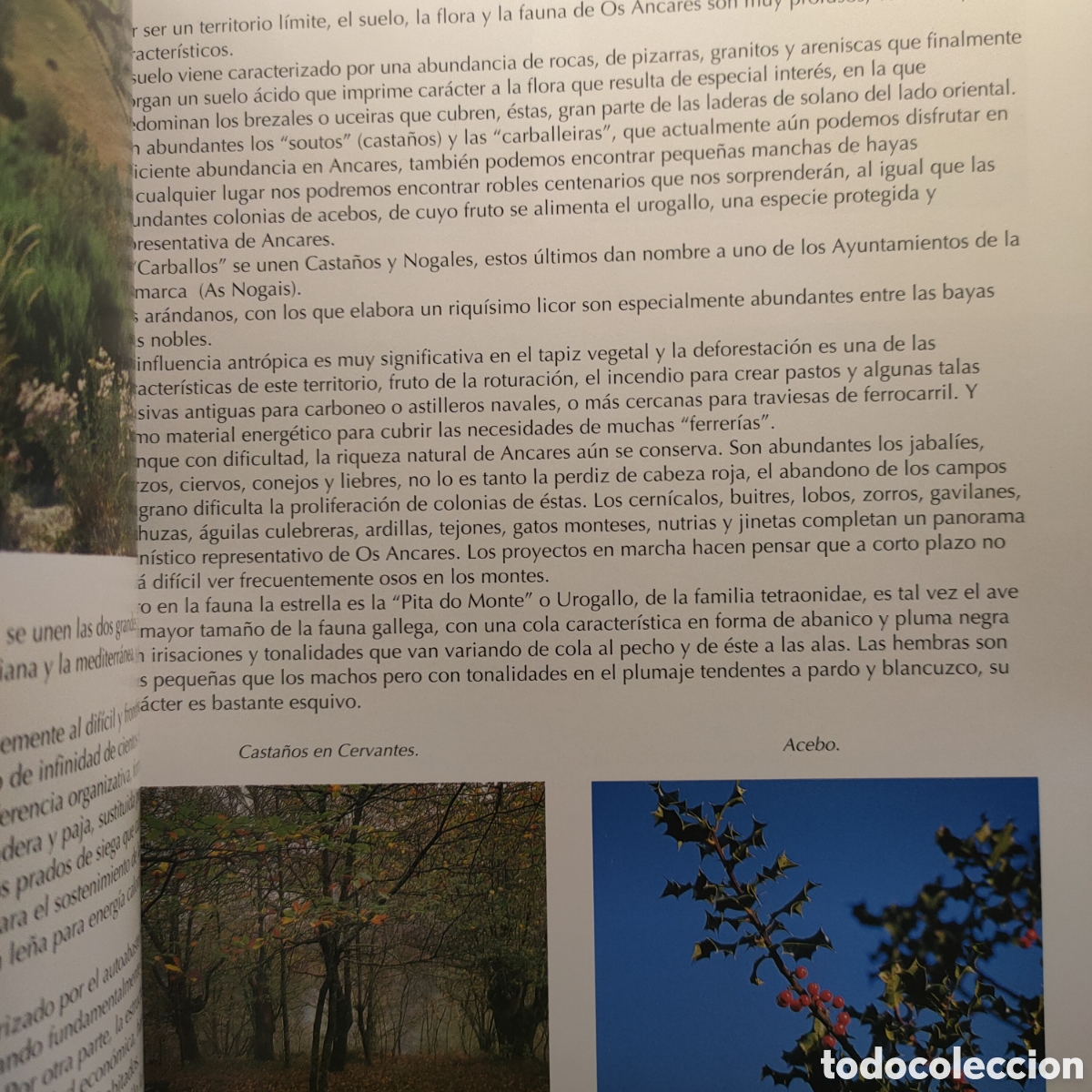 Libros: Ancares. Edt. Everest. 2004. - Foto 6