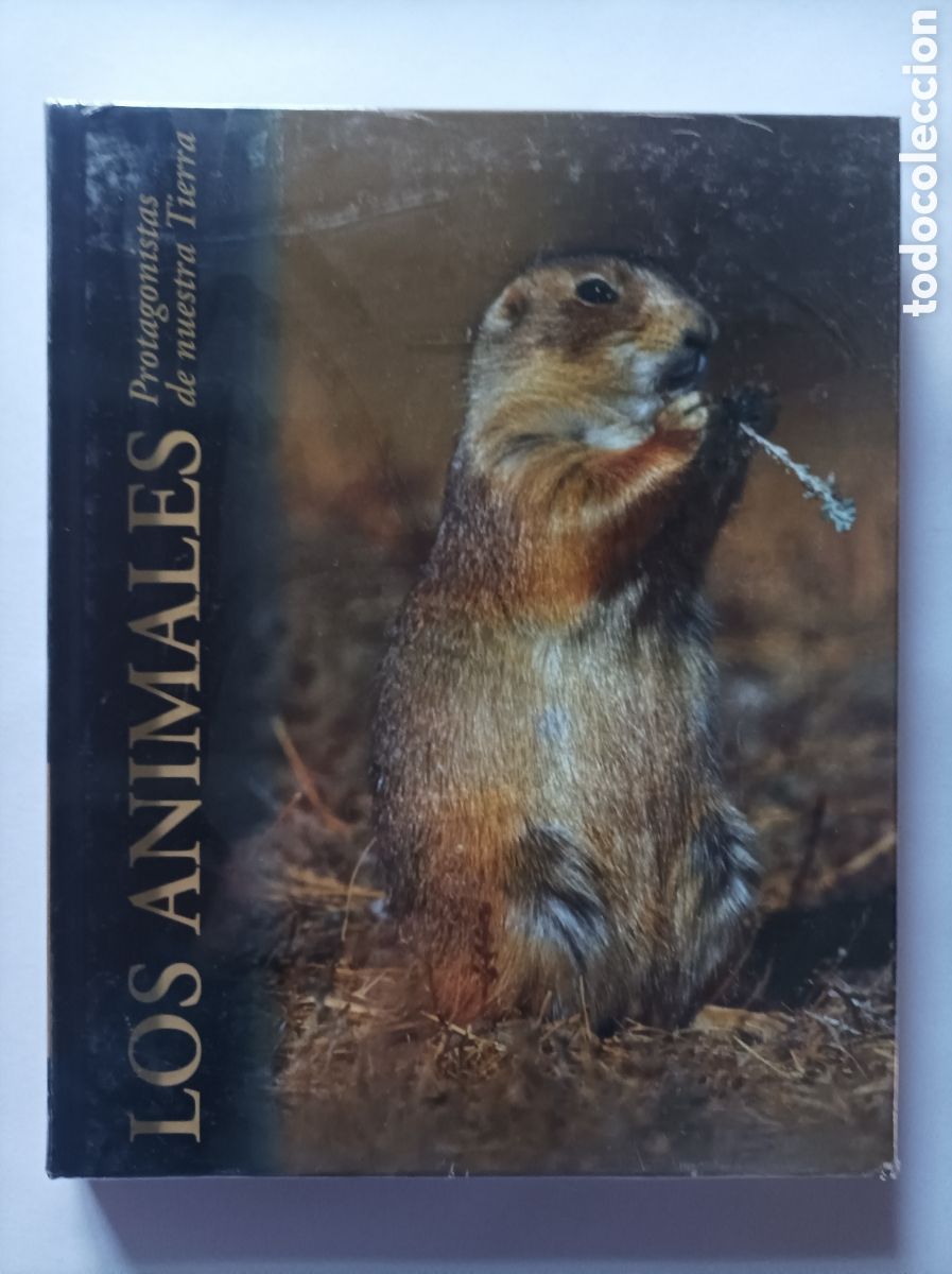 Libros: LOTE 3 LIBROS. LOS MAYAS. LOS ANIMALES. ED. RUEDA. IMPECABLES. - Foto 2