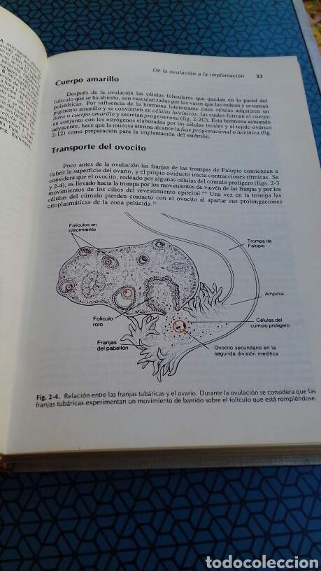 Libros: Embriologia Medica Langman Libro - Foto 4