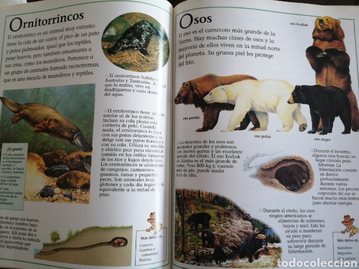 Libros: TU PRIMERA ENCICLOPEDIA DE LOS ANIMALES, SUSAETA - Foto 3 - 201195238