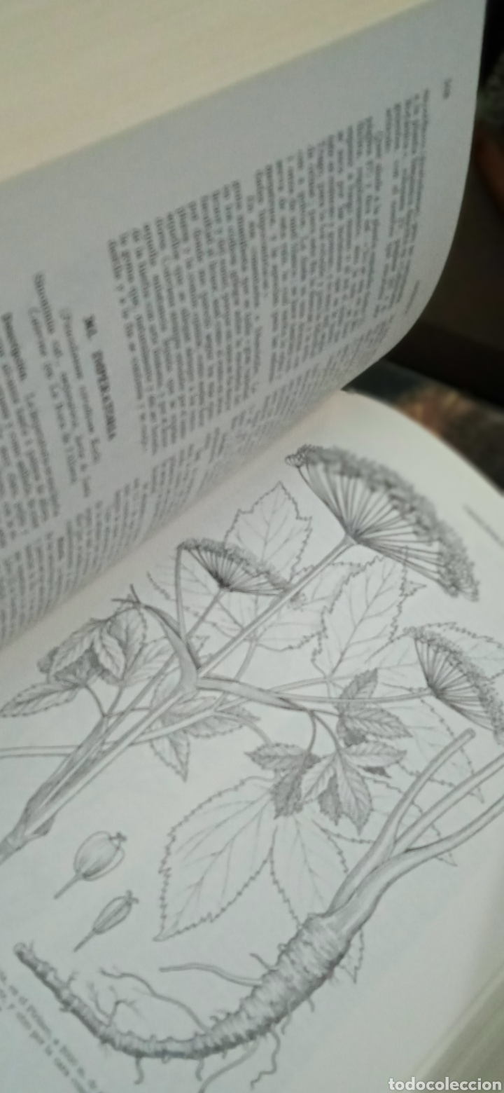 Libros: Plantas medicinales P&iacute;o font quer - Foto 9