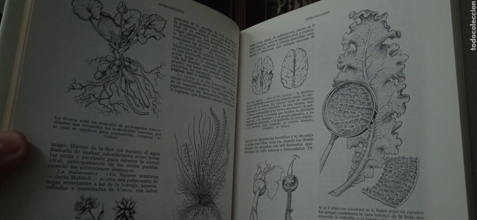 Libros: Plantas medicinales P&iacute;o font quer - Foto 12