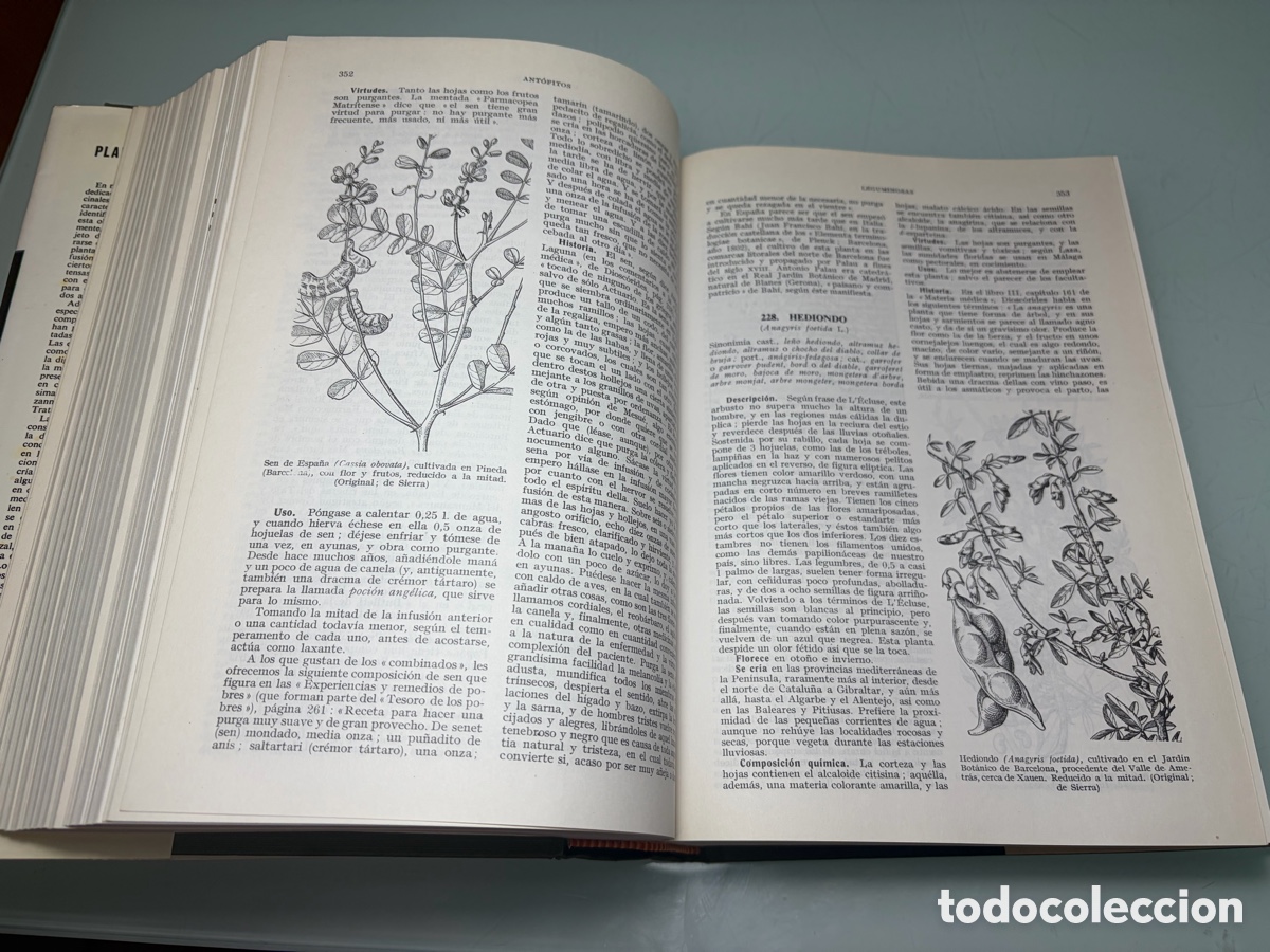Libros: Libro &ldquo;Plantas Medicinales&rdquo; de Pio Font Quer - Foto 7
