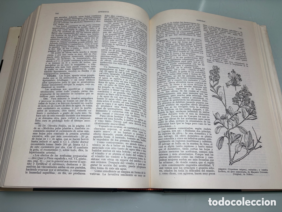 Libros: Libro &ldquo;Plantas Medicinales&rdquo; de Pio Font Quer - Foto 9