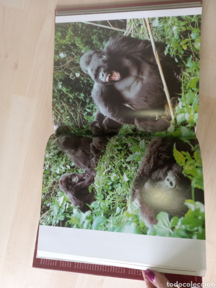 Libros: Dedicado a los primates - Foto 3