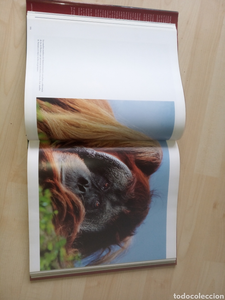 Libros: Dedicado a los primates - Foto 4