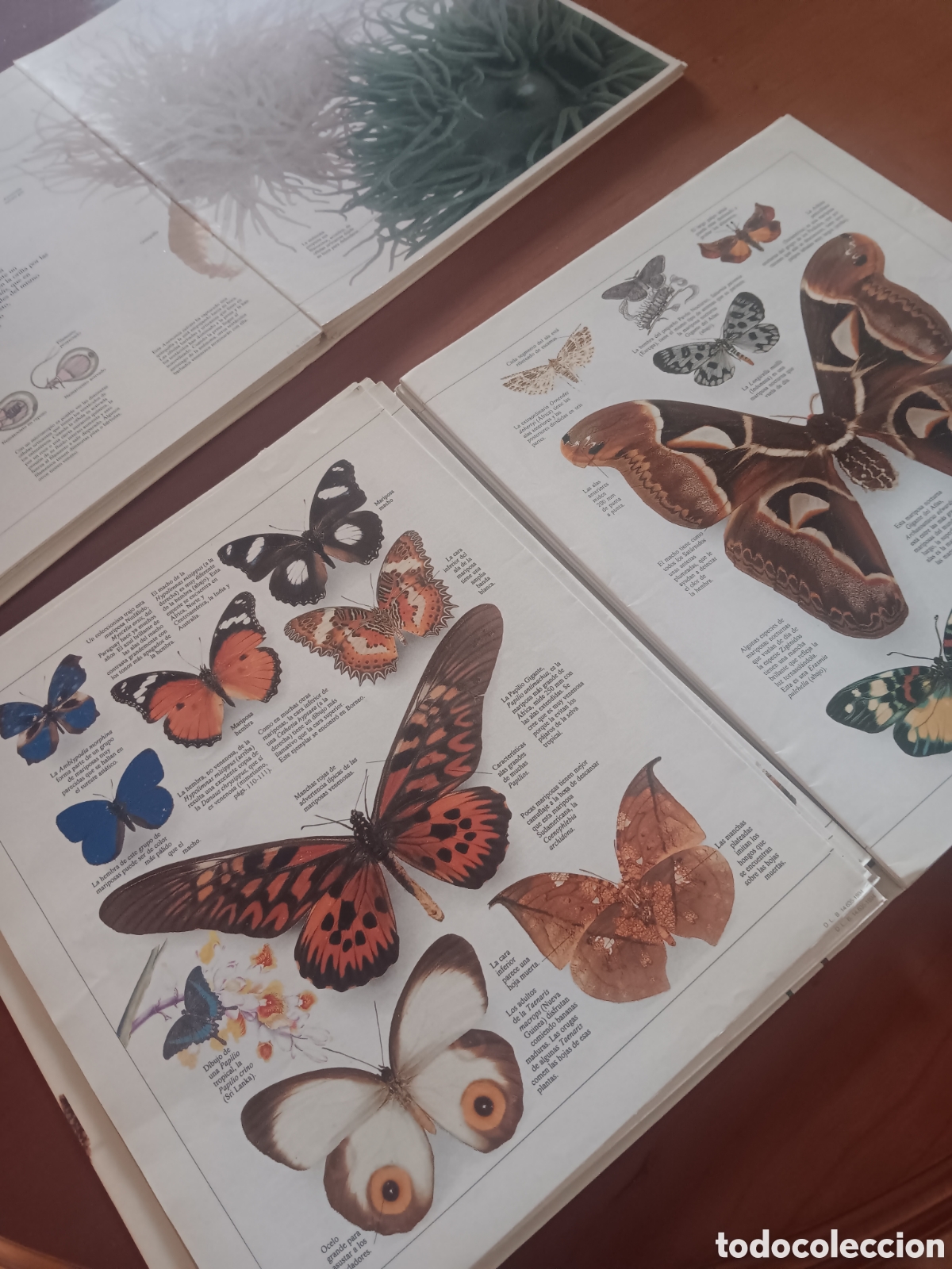 Libros: Enciclopedia visual de los seres vivos, 2 tomos - Foto 1