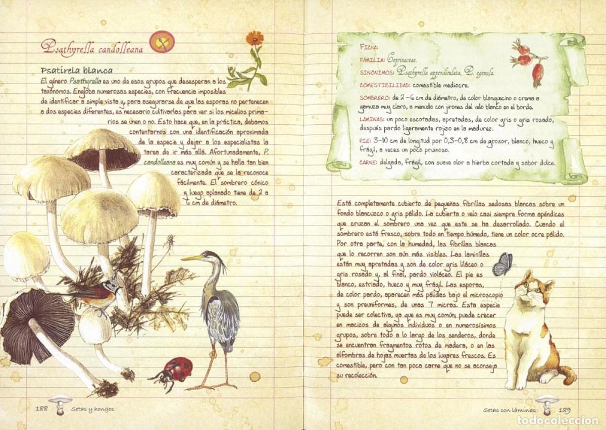 Libros: Setas y hongos - AA.VV. - Foto 1